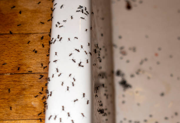 Best Ant Control Services  in Franklin, KY