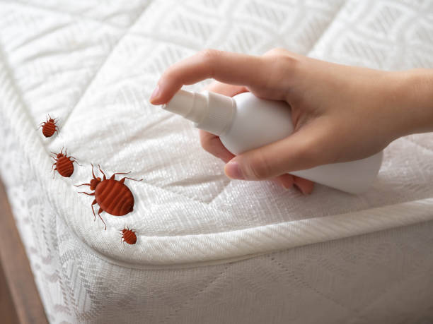 Best Bed Bug Extermination  in Franklin, KY